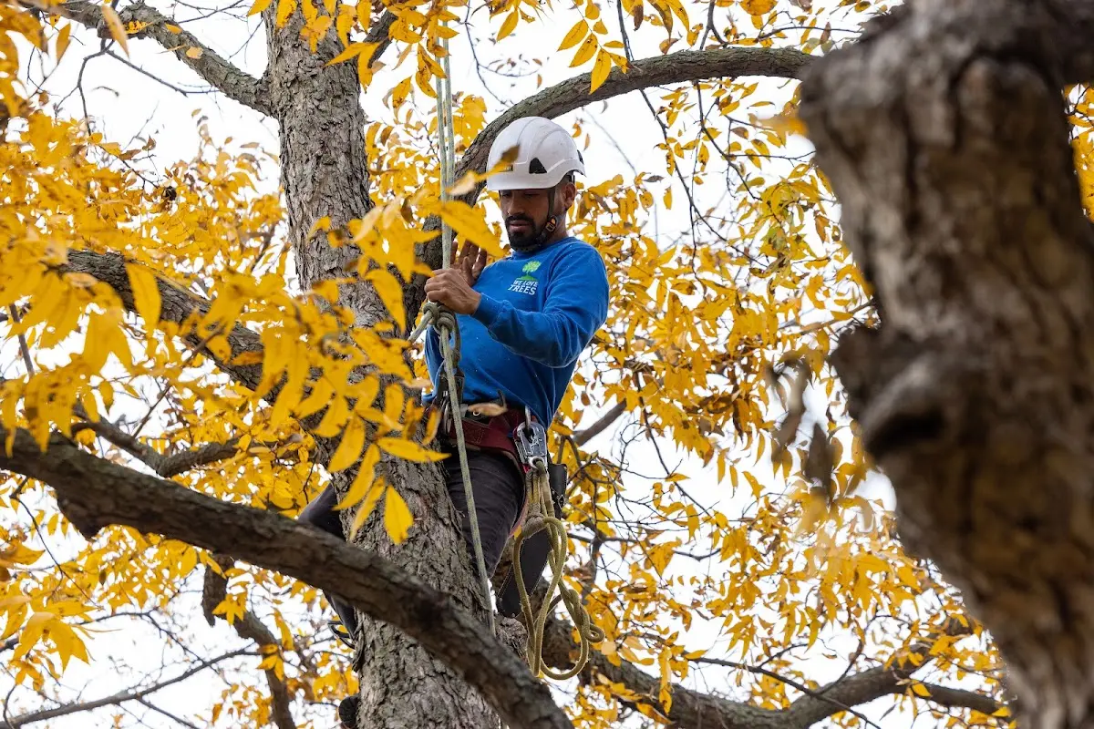 Skilled Tree Pruning crew working in Benton Harbor